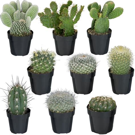 Succulents & Cactus Plants - Garden Plants & Flowers - The Home Depot