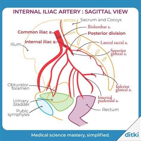 Gross Anatomy Glossary: Arteries - Internal Iliac & Branches | Arteries ...