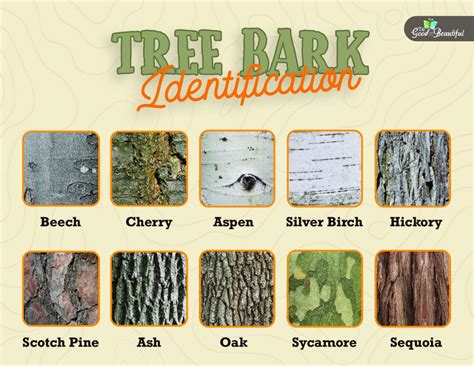 Tree Bark Identification - The Good and the Beautiful