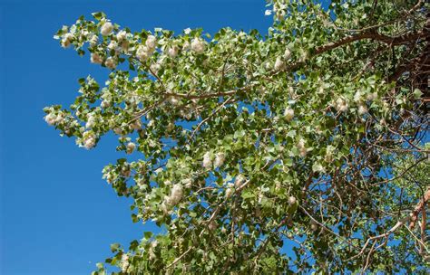 Cottonwood Tree Facts - How Fast Does A Cottonwood Tree Grow