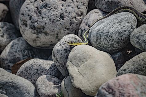 A snake on rocks photo – Free Grey Image on Unsplash