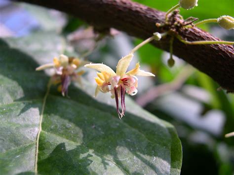 Cocoa (or Cacao) - Theobroma cacao | Fruit Crops