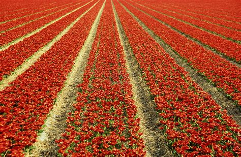 Tulip Field Picture And HD Photos | Free Download On Lovepik