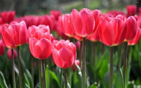 Pink tulips [6] wallpaper - Flower wallpapers - #40211