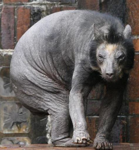 Thanks, I hate shaved polar bears. : r/TIHI