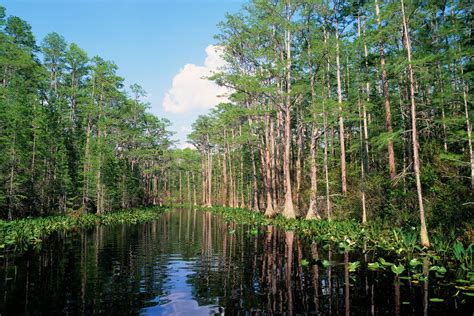 How a defunct Trump policy still threatens Georgia’s Okefenokee Swamp ...