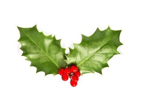 Holly leaves and berries isolated on ... | Stock image | Colourbox