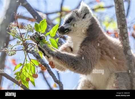 Madagascar - What a wonderful place!!! Stock Photo - Alamy