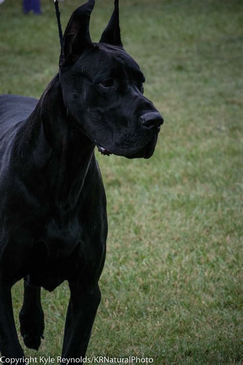 Black Great Dane Showing In The Rain - This black Great Dane was ...