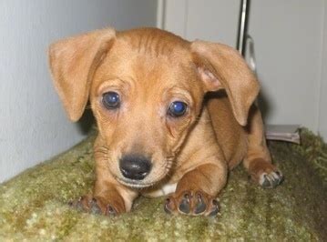 Chipin Dog Breed Pictures, 1