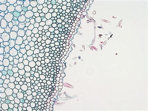 Corn root cross-section cells. Beautiful nature. Microscopic ...