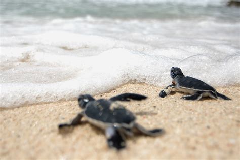 Sea Turtle Nesting Beaches — SEE Turtles