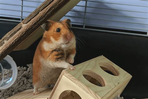 Hamster Castle – Cosy's Castles | lupon.gov.ph