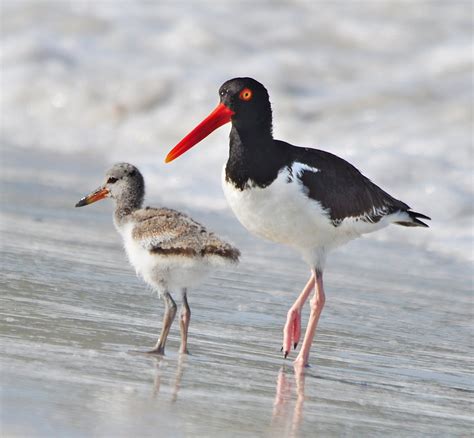 Dina's City Wildlife Adventures: Famous baby oystercatcher at Fort Desoto