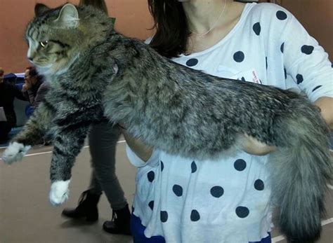 Siberian Cat Size