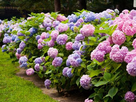 How to Grow and Care for Hydrangeas - Phoenix Landscape