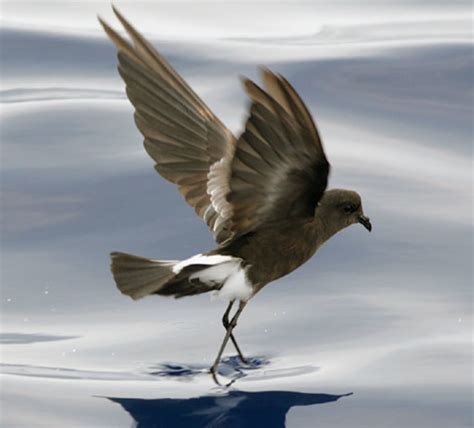 Top 10 Spectacular Birds of Antarctica | HubPages