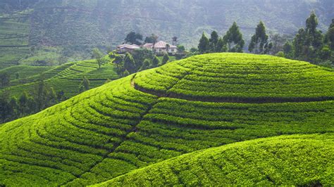 Tea plantation, 4K, Hills, trees, green HD Wallpaper