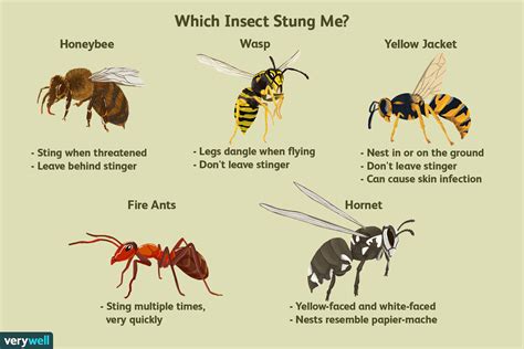 Bee Sting Reaction: Signs, Symptoms, Testing, & Treatment