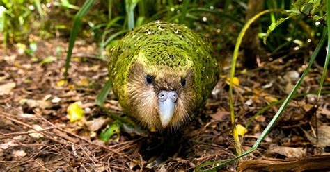 The Critically Endangered Kakapo Parrot Is Having One Fantastic Year ...