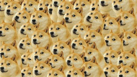 Doge Meme Wallpaper | Shiba inu, Cat dark, Shiba inu dog