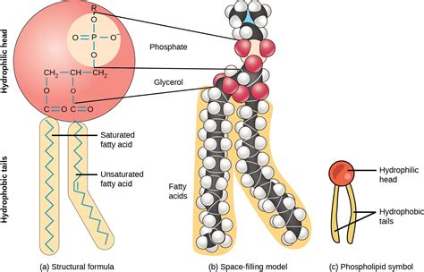 Where Phospholipids Are Found