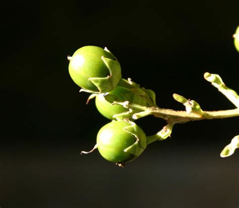 Crapemyrtle – Planting Seeds | Walter Reeves: The Georgia Gardener