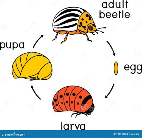 Life Cycle of Colorado Potato Beetle or Leptinotarsa Decemlineata ...