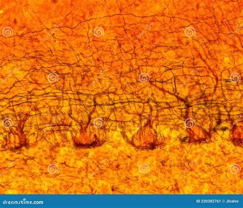 Cerebellum. Purkinje cells stock image. Image of histological - 220382761