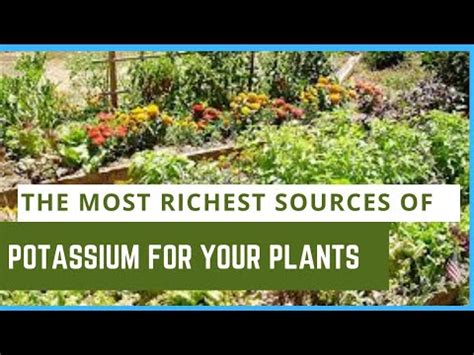 The most richest sources of potassium for your plants. #gardeningtips # ...