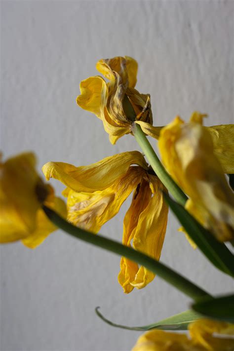 Yellow Daffodils Photos, Download Free Yellow Daffodils Stock Photos ...