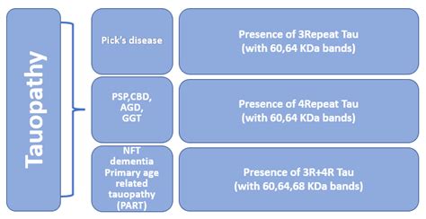 Molecular classification of primary tauopathy. Tauopathies are divided ...