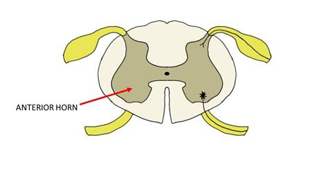 Anterior horn of the spinal cord - definition