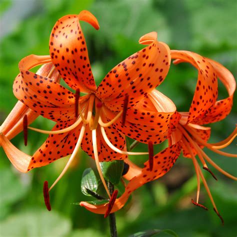 Colorful Tiger Lily Bulbs for Sale | Wild About Tiger Lily Mix – Easy ...