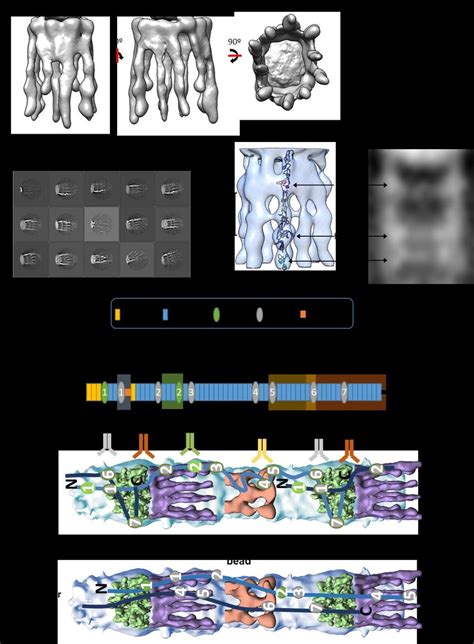 Fibrillin arm region structure. The cryoEM classes of the fibrillin ...