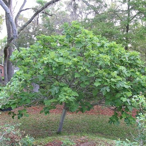 Brown Turkey Fig Tree — PlantingTree.com