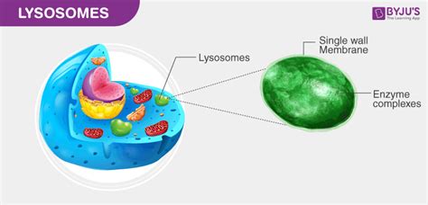 Lysosome In Animal Cell