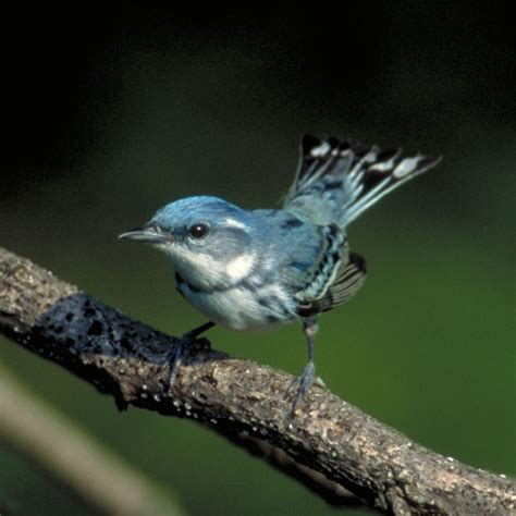 Cerulean Warbler – St. Williams Conservation Reserve