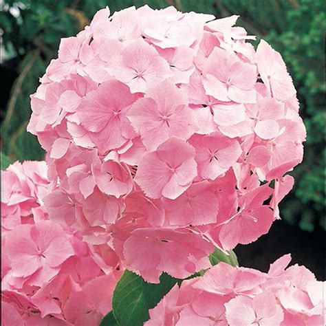 Hydrangea Pink Plant - Nestreeo.com