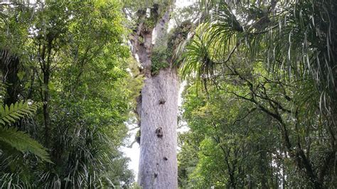 Tāne Mahuta Walk: Waipoua Forest, Northland