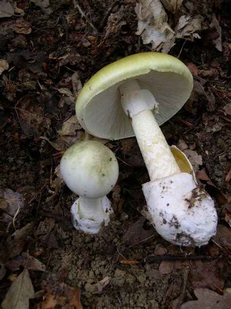 Mushroom poisoning - Wikipedia