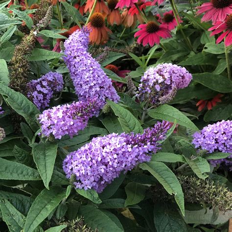 PUGSTER® Amethyst Buddleia - Garden Crossings