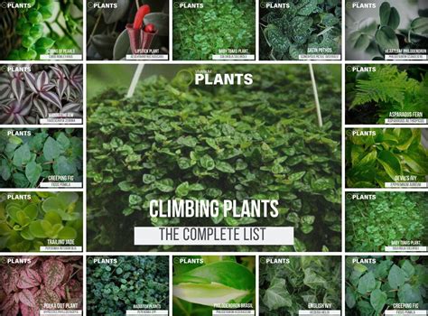 19 Types Of Vine Plants For Vivariums | Placement & Pictures | Plants ...