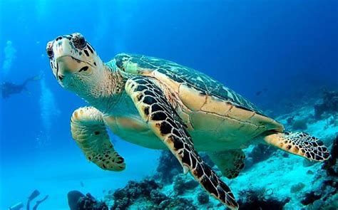 Great Barrier Reef Animals - Great Barrier Reef Cruise