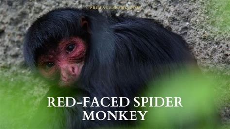 Red-faced Spider Monkey - Profile | Facts | Endangered - Primates Park