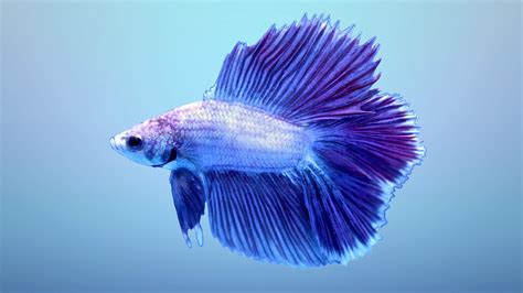 Betta Fish Wallpapers - Wallpaper Cave