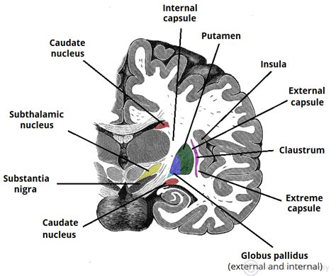 The Basal Ganglia - Direct - Indirect - Nuclei- TeachMeAnatomy