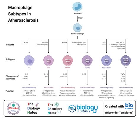 Macrophage Diagram