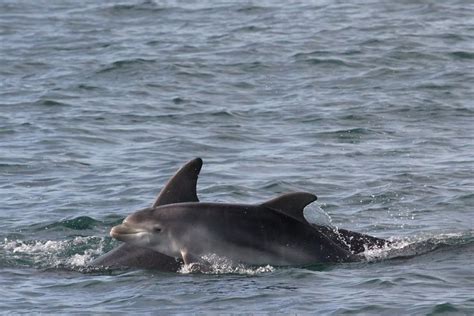 LOOK: 'Baby boom' of newborn dolphins in Cardigan Bay - North Wales Live