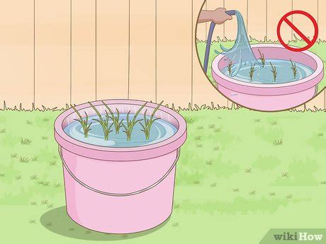 How to Plant Rice Indoors (with Pictures) - wikiHow